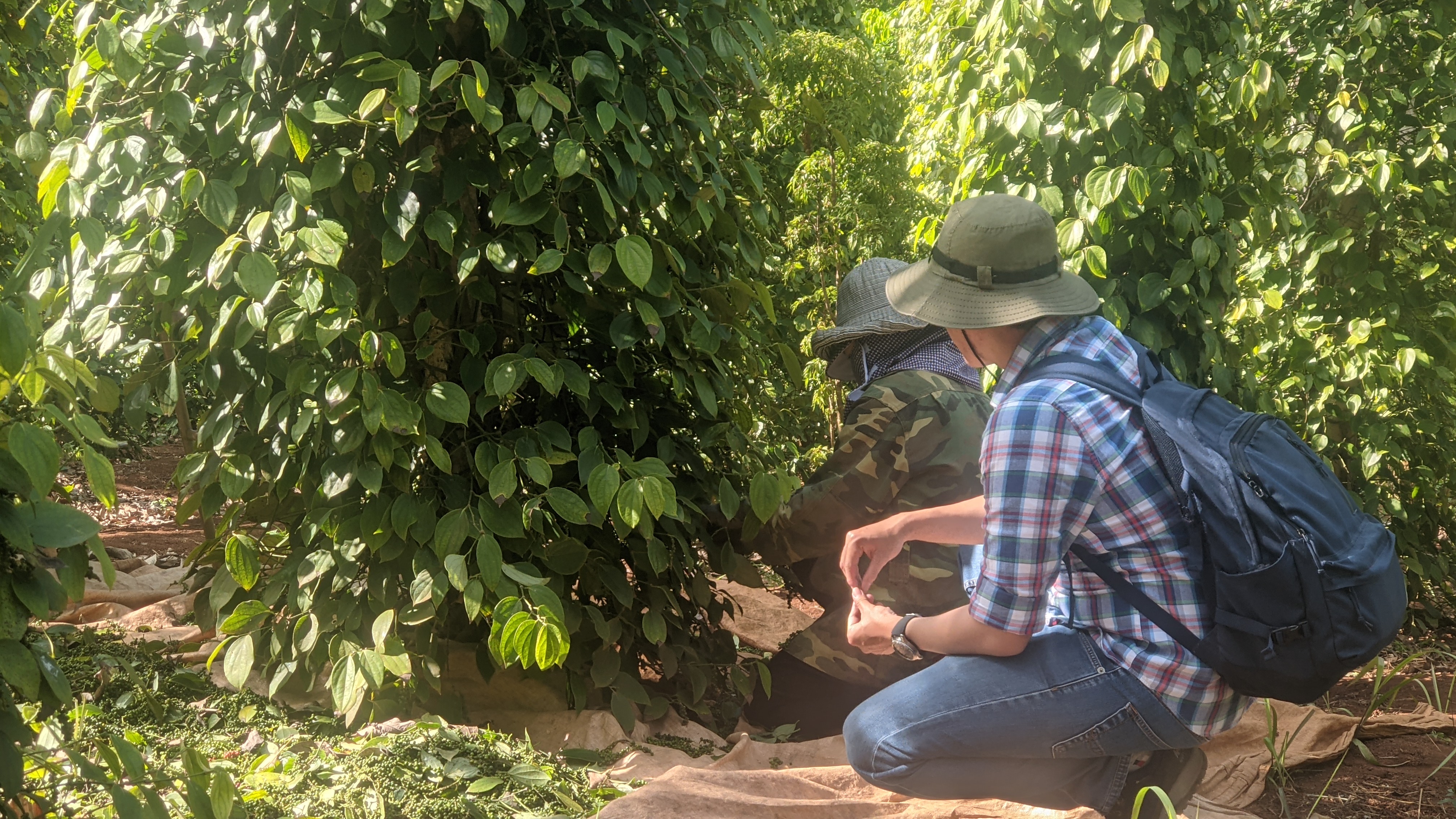 Vietnam staff assessing child rights risks on a pepper plantation